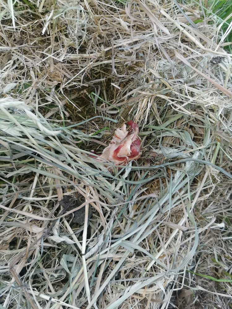 Giftköder-Fleischköder-Profilbild