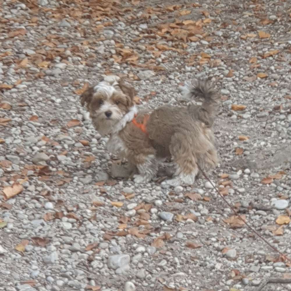 Hundetreffen-Zwergeltreff Fasangarten, Unterhaching,  Giesing-Profilbild