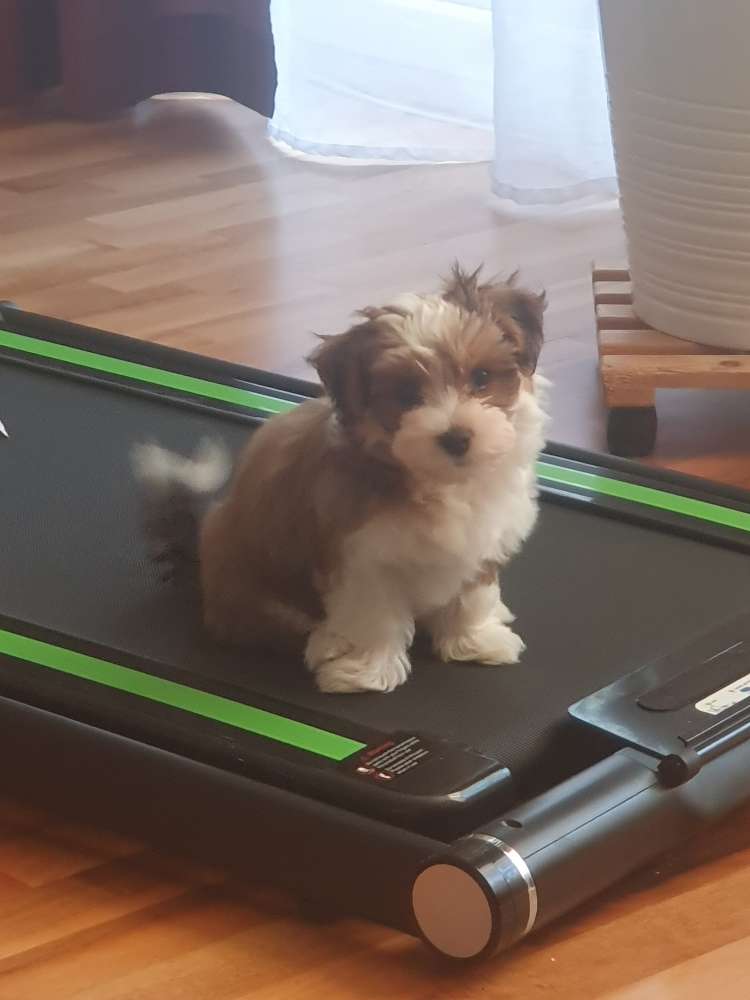 Hundetreffen-Welpentreffen Fasangarten-Profilbild