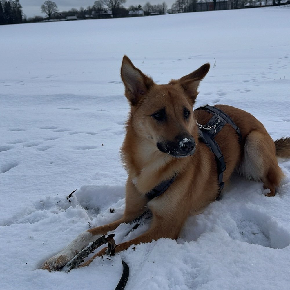 Hundetreffen-Spieltreffen-Profilbild