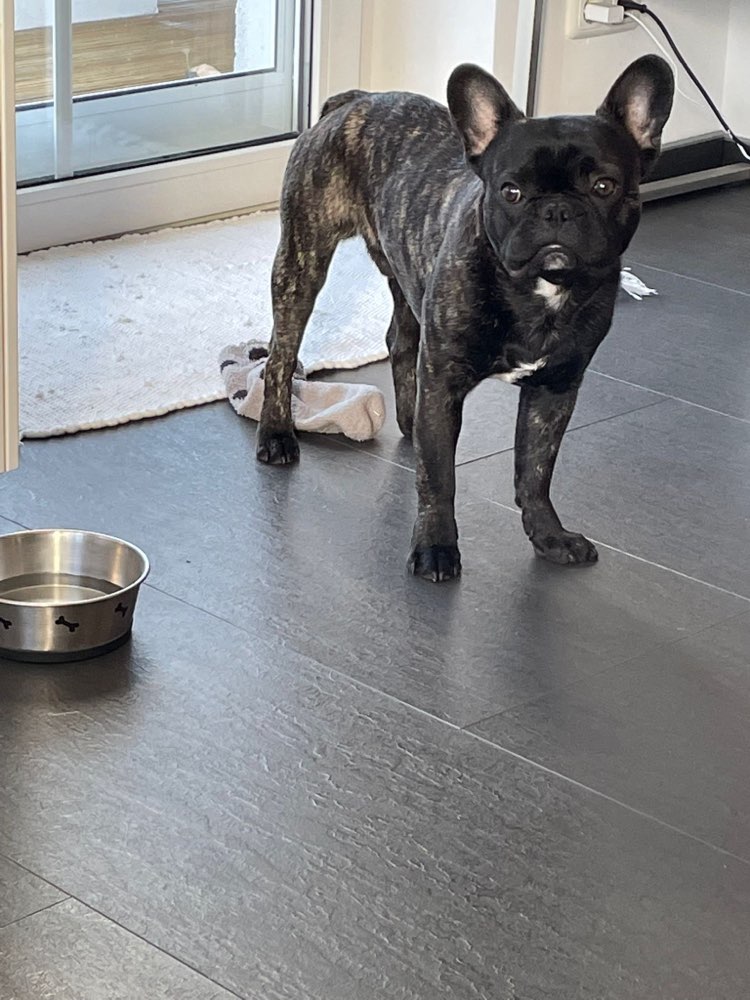 Hundetreffen-Gassipartner und Spielgefährte für französische Bulldoggen Rüden-Profilbild