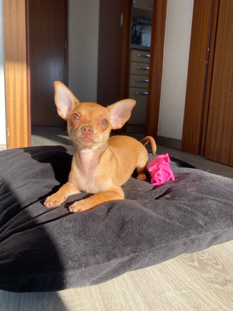 Hundetreffen-Treffen für kleinen Hunde oder Welpen - Sindelfingen-Profilbild