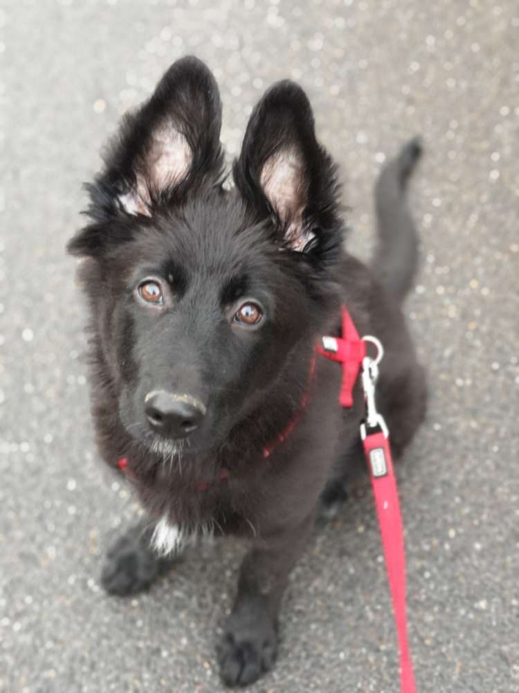 Hundetreffen-Welpentreffen in SONDELFINGEN-Profilbild