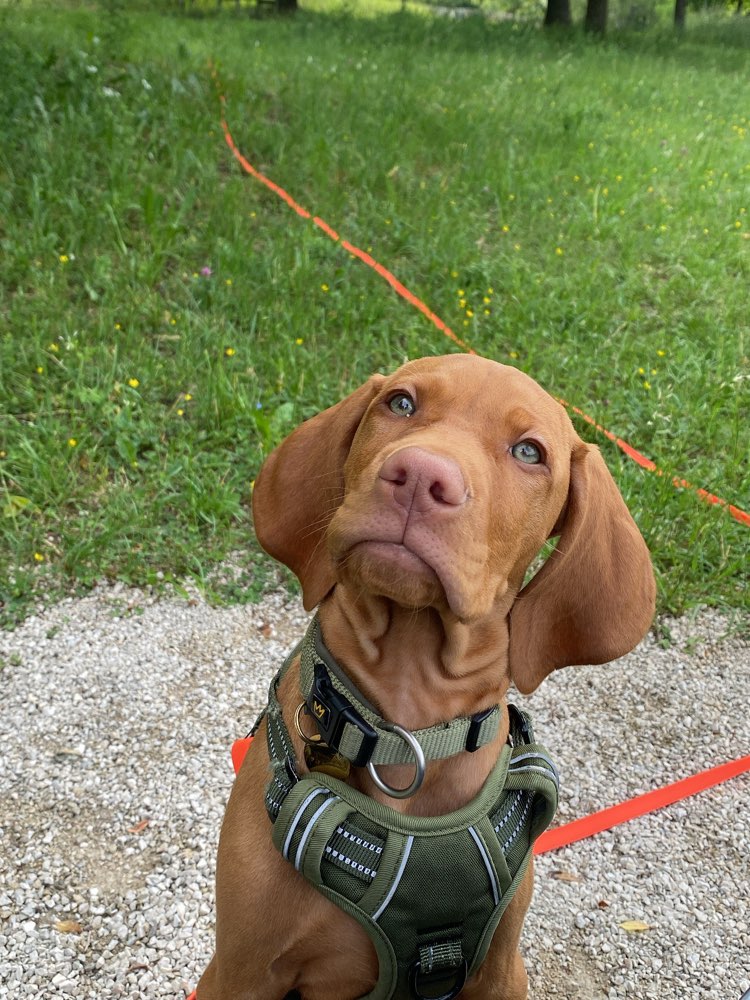 Hundetreffen-Gemeinsam Spielen und Gassi gehen-Profilbild