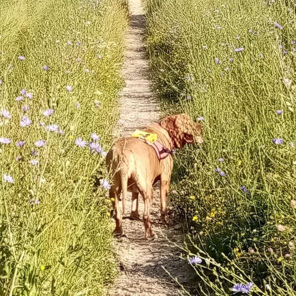 Hundetreffen-Nette Runde mit Hunde-Profilbild