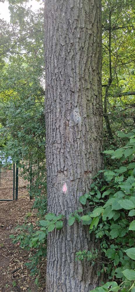 Giftköder-Eichenprozessionsspinner-Profilbild