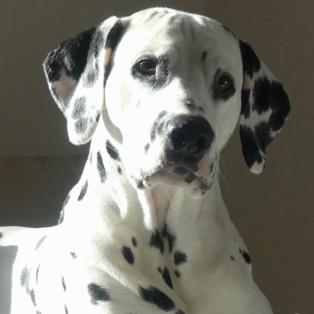 Hundetreffen-Spiel- Und Spaßkameraden gesucht-Profilbild