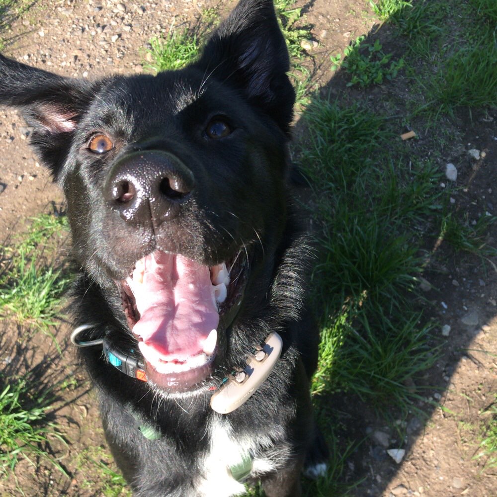 Hundetreffen-Suche gassirunde und Spielrunden-Profilbild