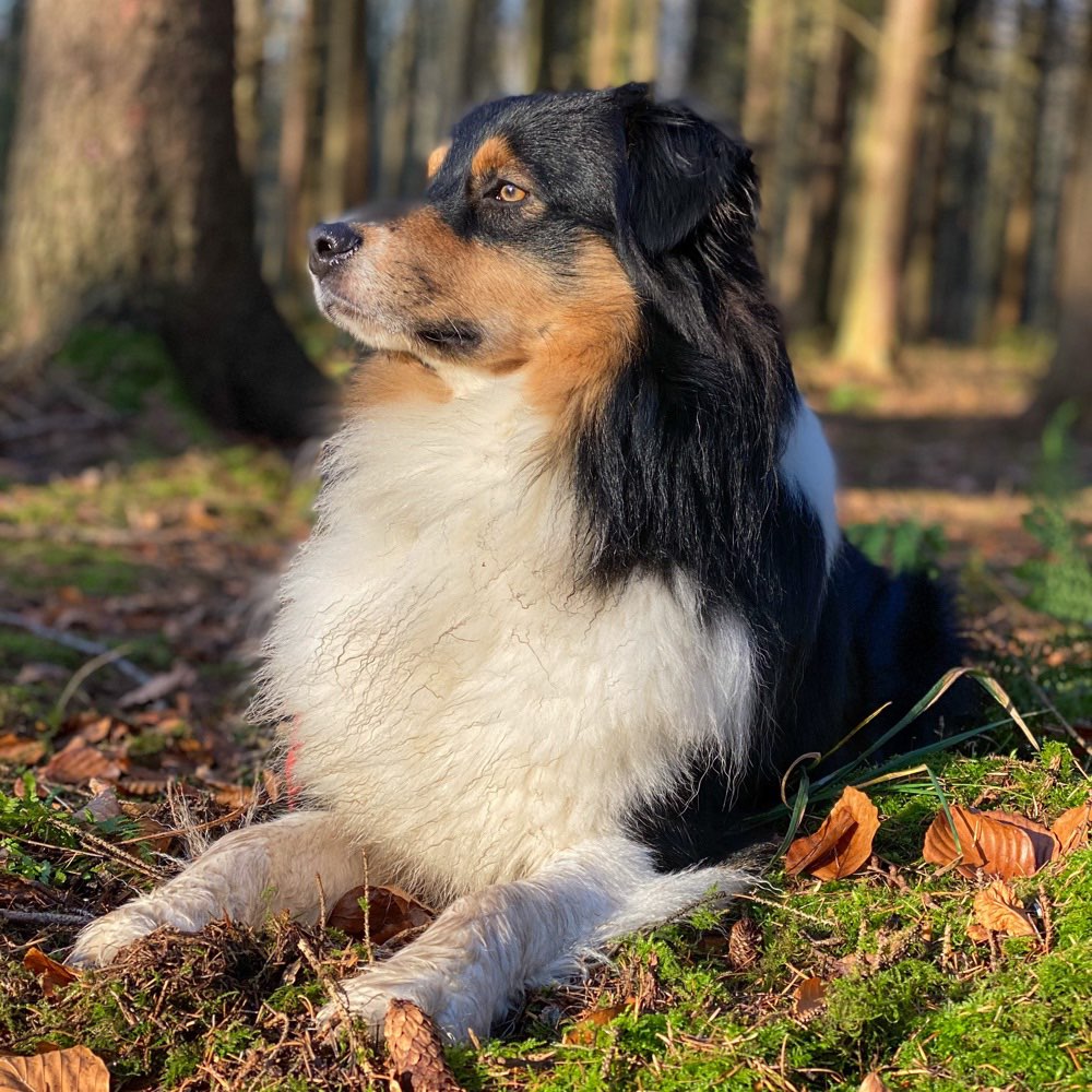 Hundetreffen-Übungspartner zum gemeinsamen trainieren, spielen und chillen gesucht-Profilbild