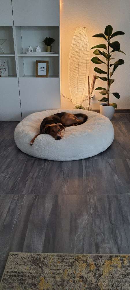 Hundetreffen-Spielfreunde gesucht-Profilbild