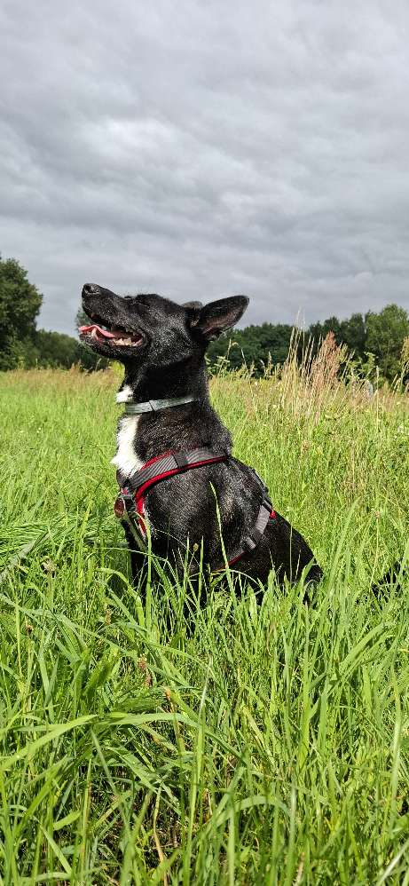 Hundetreffen-Hunde Treffen-Profilbild