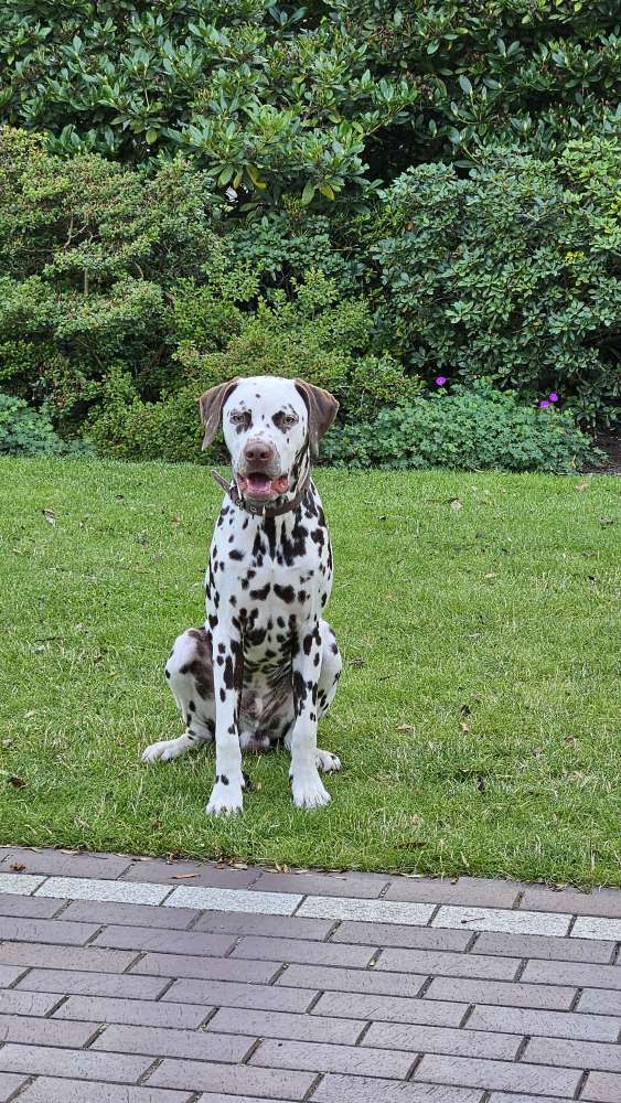 Hundetreffen-Sozial Walk-Profilbild