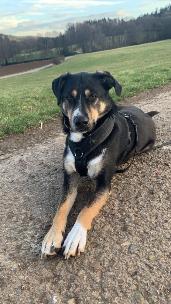 Hundetreffen-Spielerunde-Profilbild