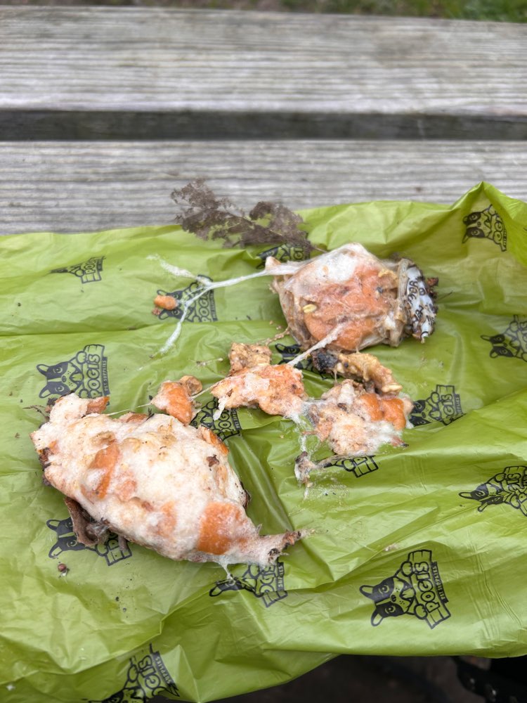 Giftköder-Eventuell Giftköder-Profilbild