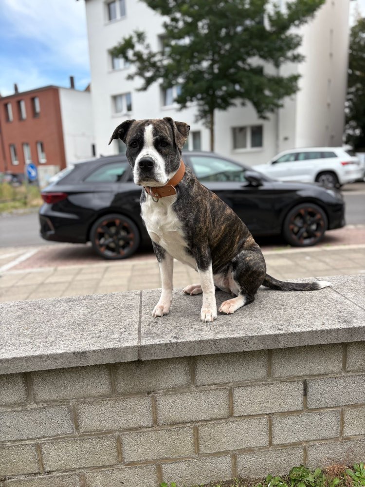 Hundetreffen-Suchen Spiel- und Tobetreffen-Profilbild