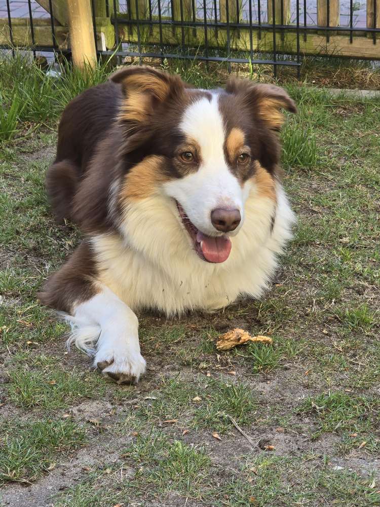 Hundetreffen-Sozial Walk-Profilbild