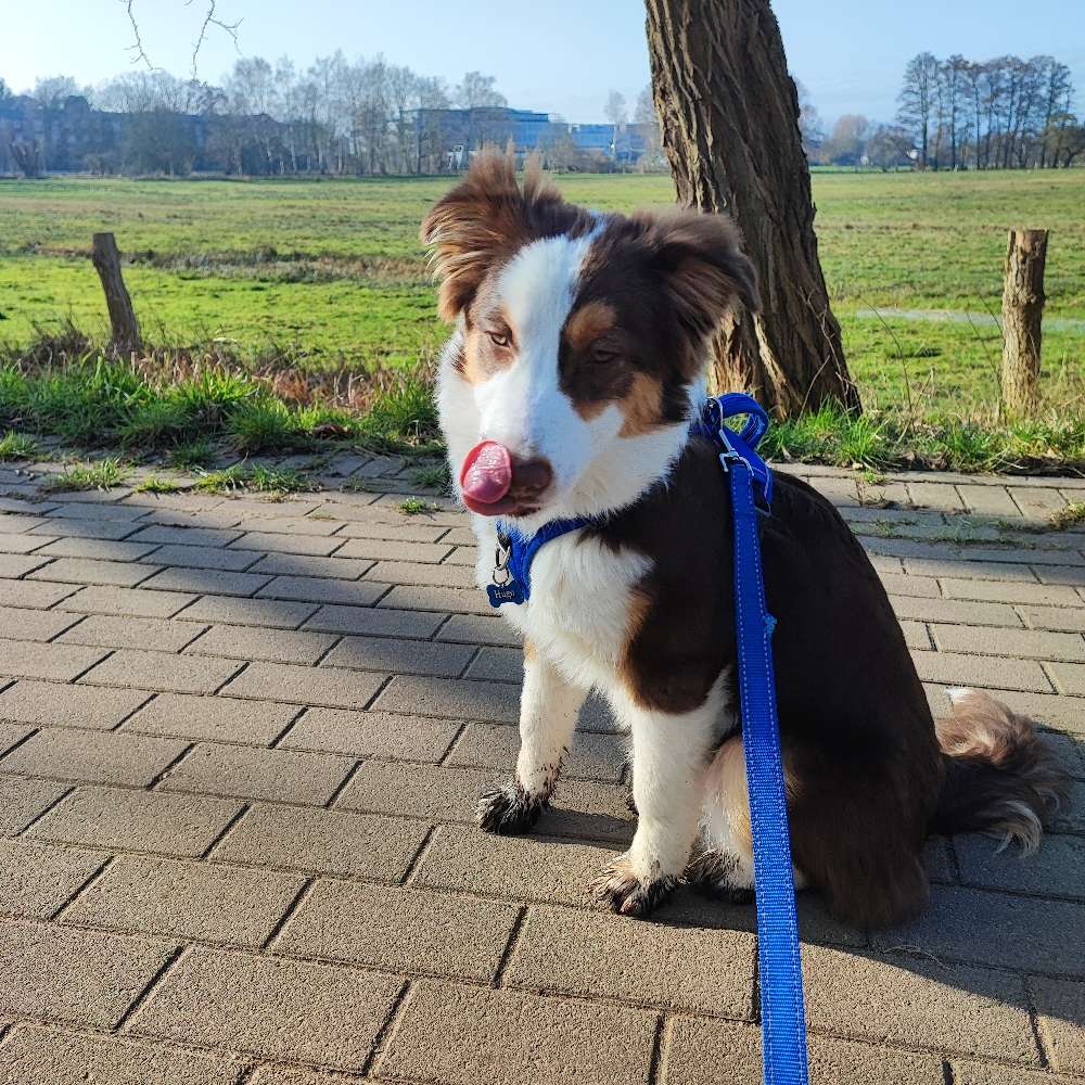 Hundetreffen-Spiel und Spaß Spaziergang-Profilbild