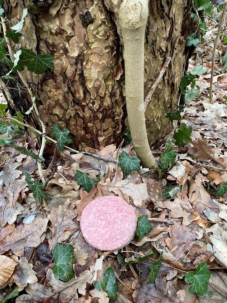 Giftköder-Verdacht auf Giftkoeder-Profilbild