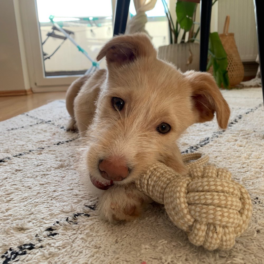 Hundetreffen-Welpen/Junghunde spielrunde im Stadtpark-Profilbild
