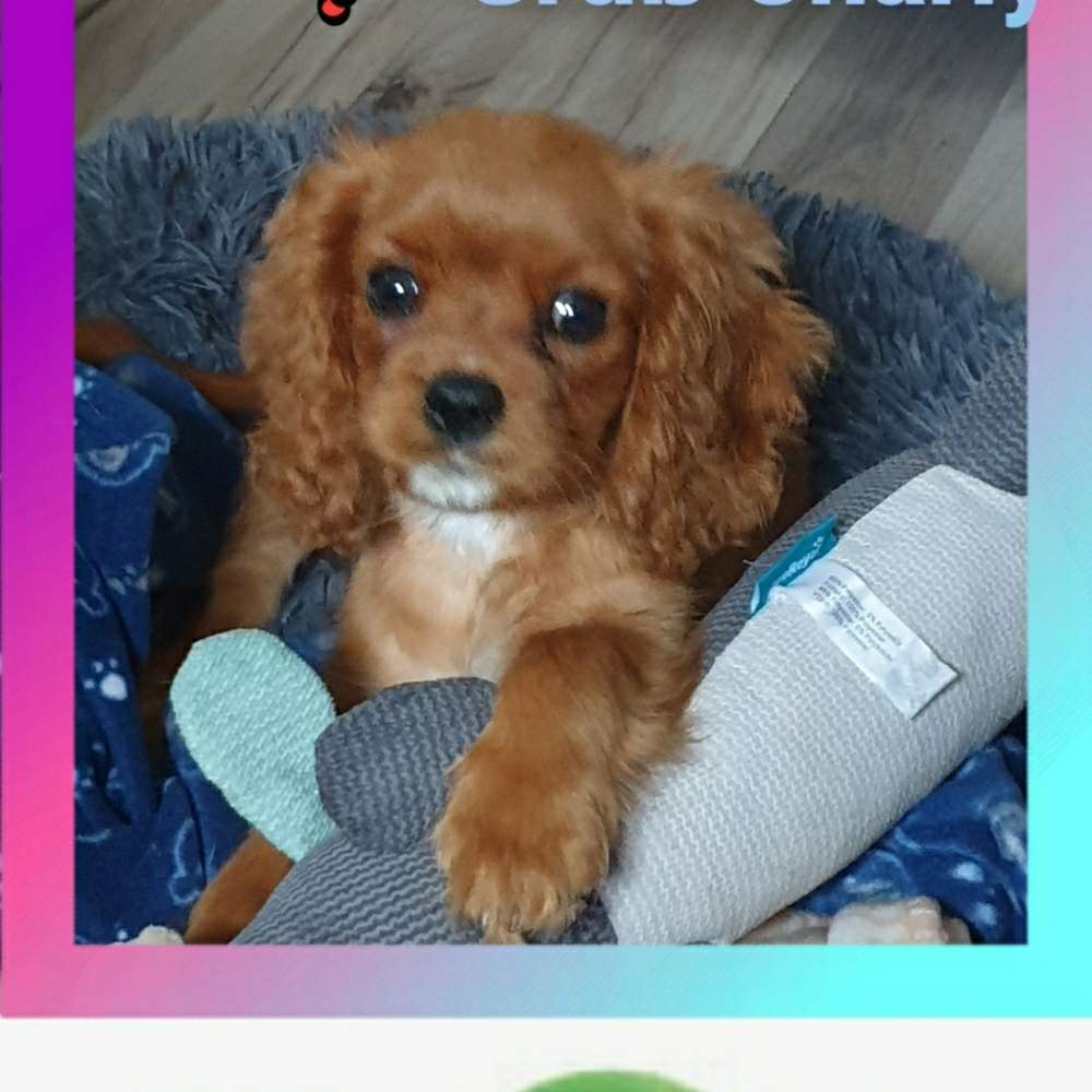 Hundetreffen-Welpentreffen in Windeck -Dattenfeld Park-Profilbild