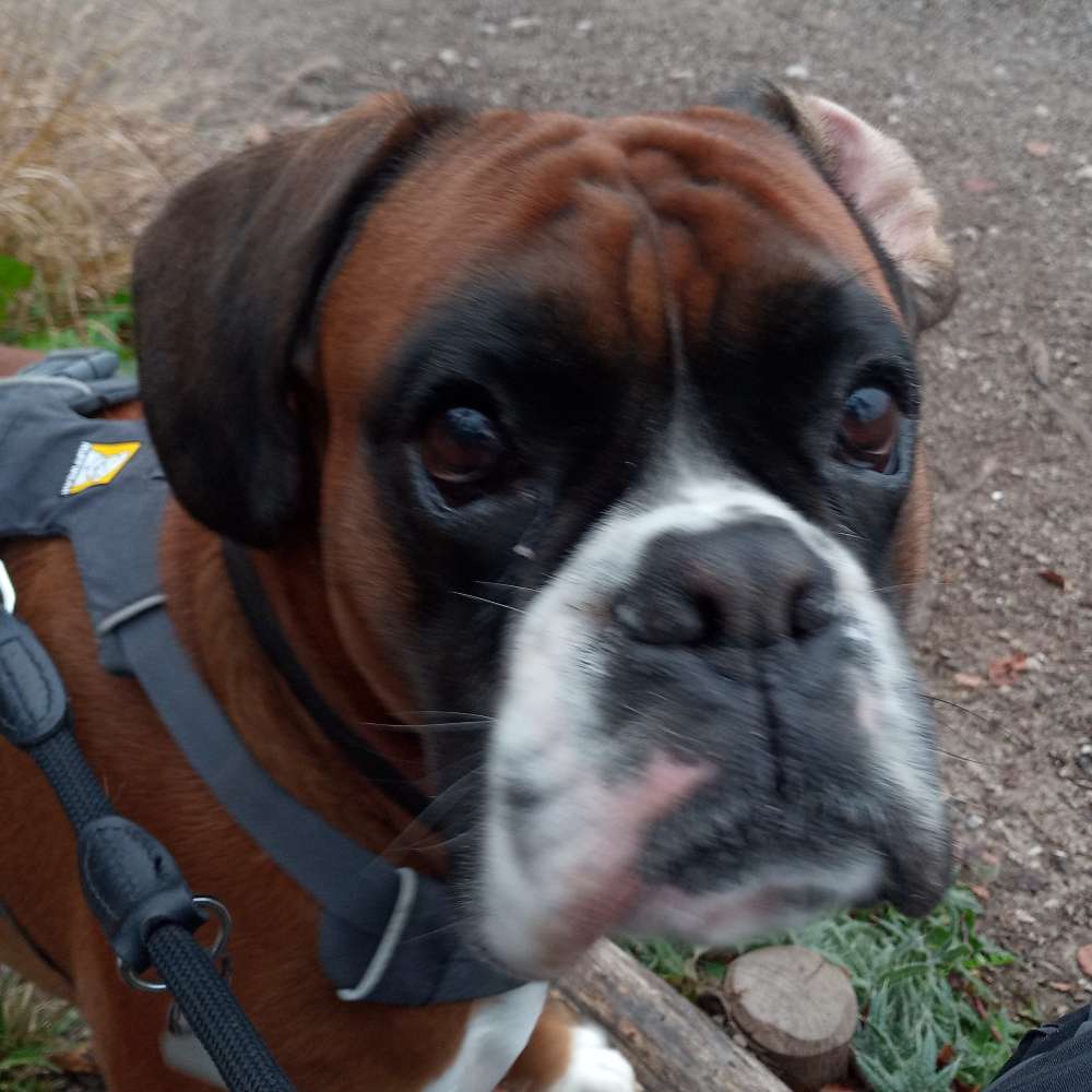 Hundetreffen-Boxerfreunde-Profilbild
