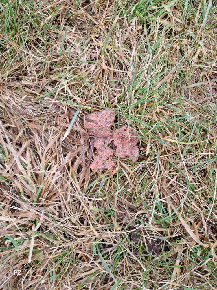 Giftköder-Vermutlich Rattengift-Profilbild