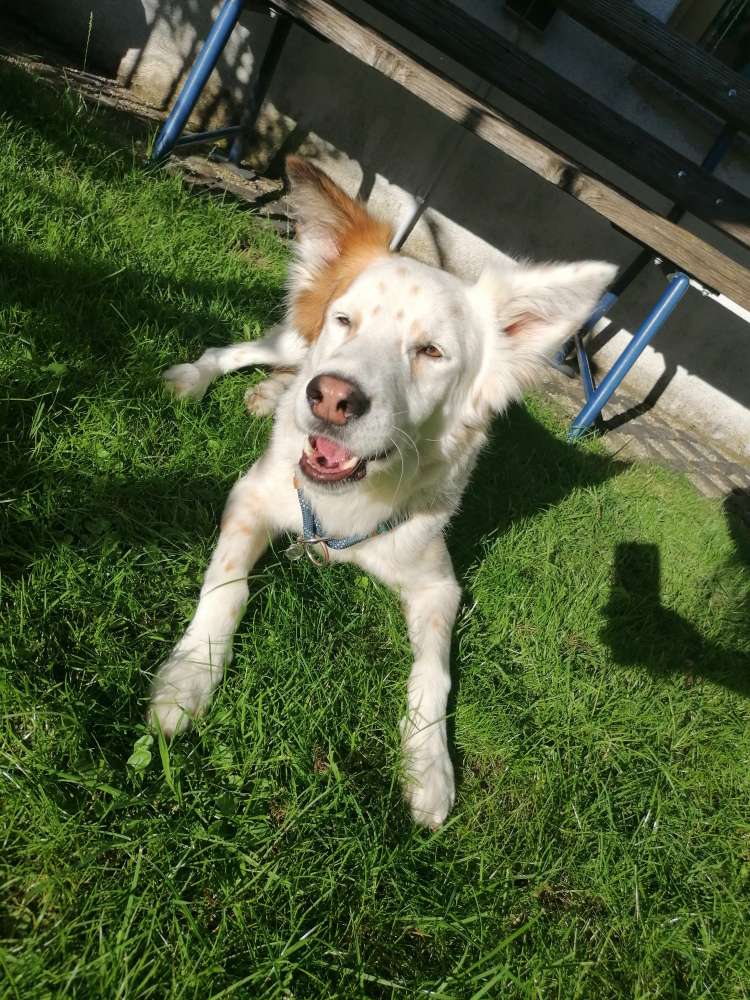 Hundetreffen-Gassi Runde oder Spiel runde-Profilbild