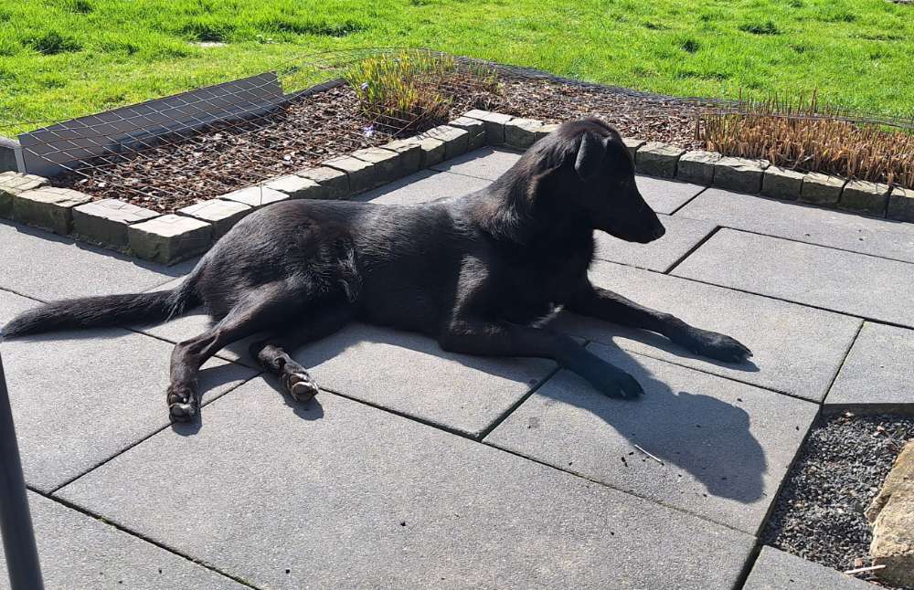 Hundetreffen-Frodo sucht Spielgefährten-Profilbild