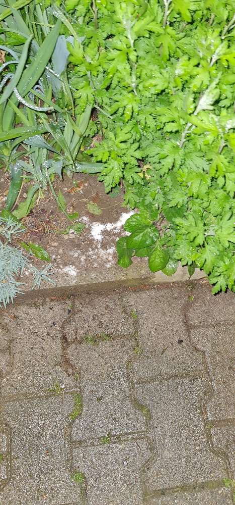 Giftköder-Weißes Pulver-Profilbild