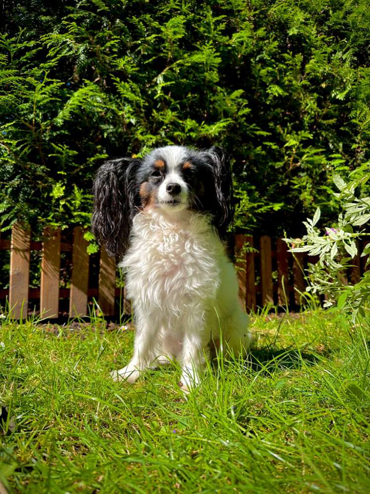 Hundetreffen-Shadow sucht neue Hundefreunde-Profilbild