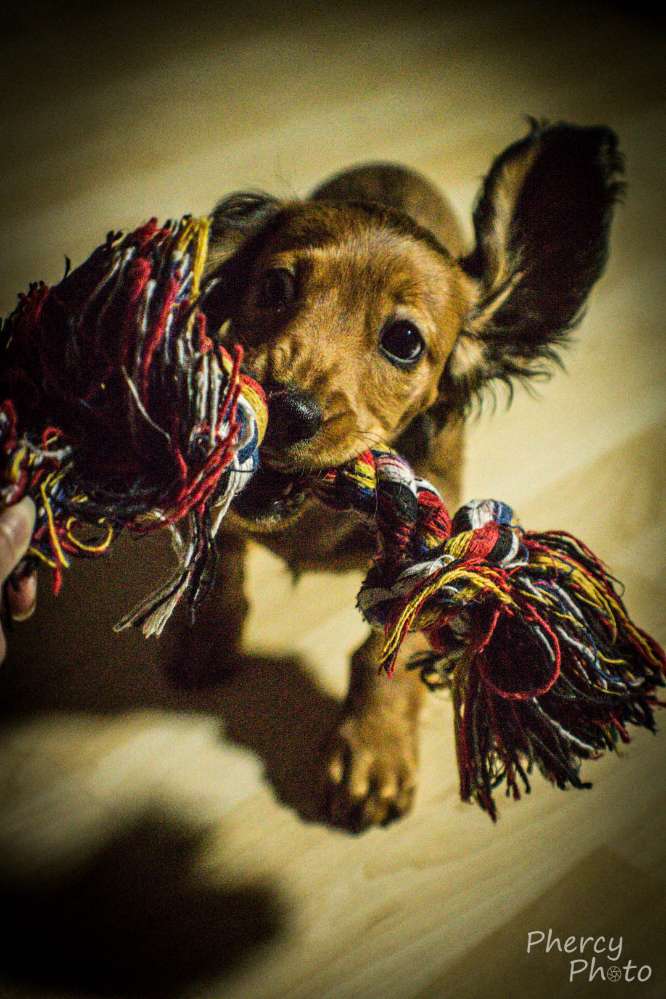 Hundetreffen-Mein 3 Monate alter Dackel Lupo hätte gerne Freunde zum Spielen am besten junge Hunde aus Enkheim.-Profilbild