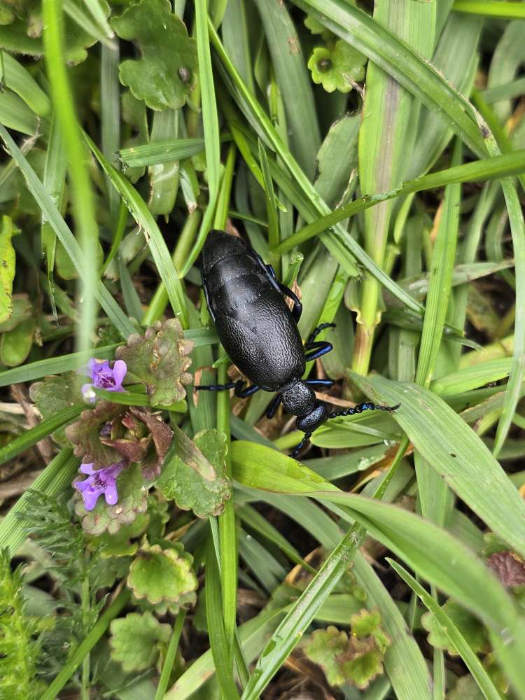 Giftköder-Ölkäfer gesichtet-Profilbild