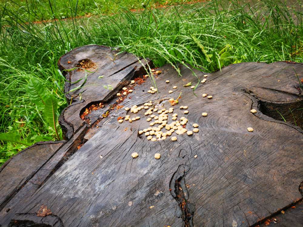 Giftköder-Trockenfutter-Profilbild