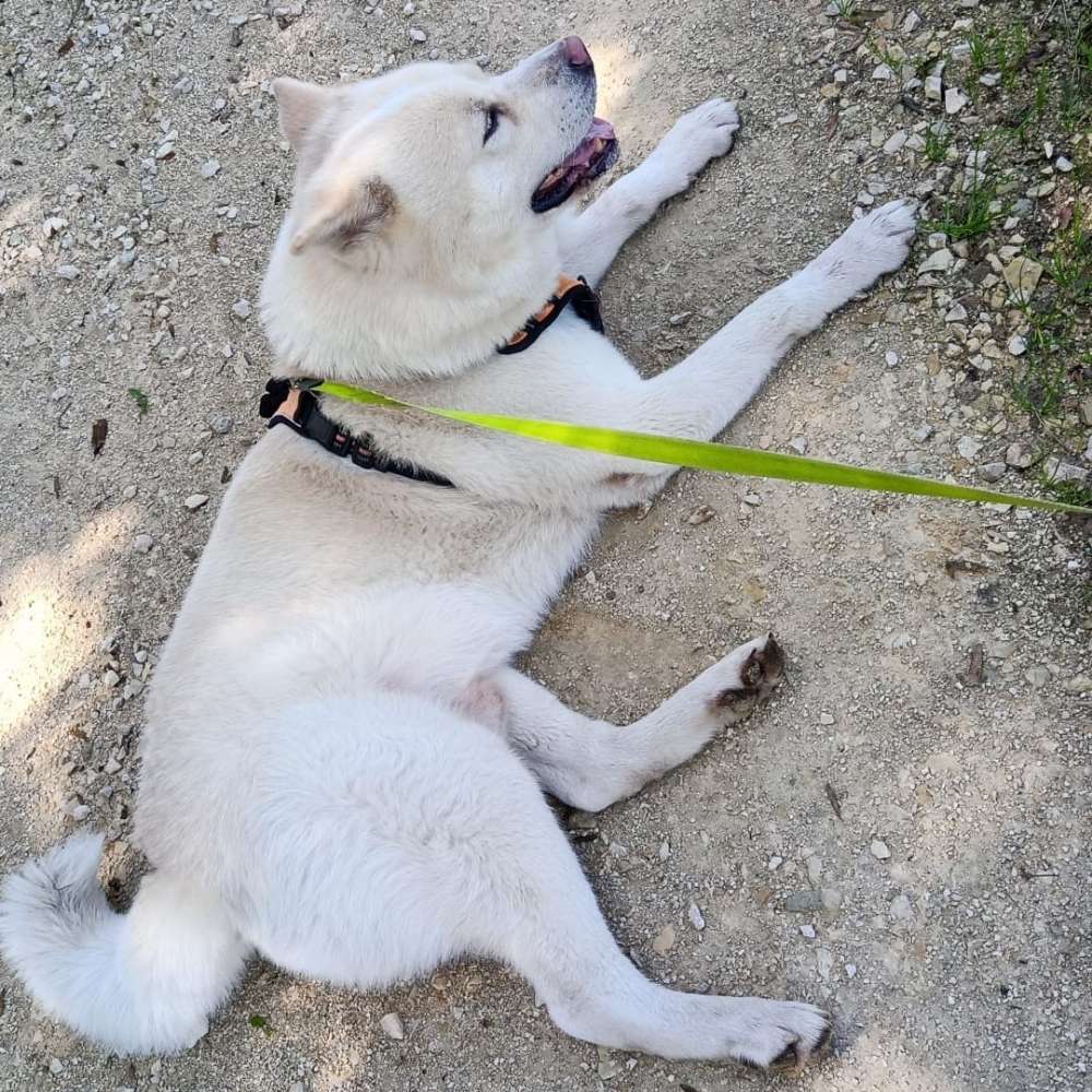 Hundetreffen-Akita Besitzer kontakte knüpfen-Profilbild