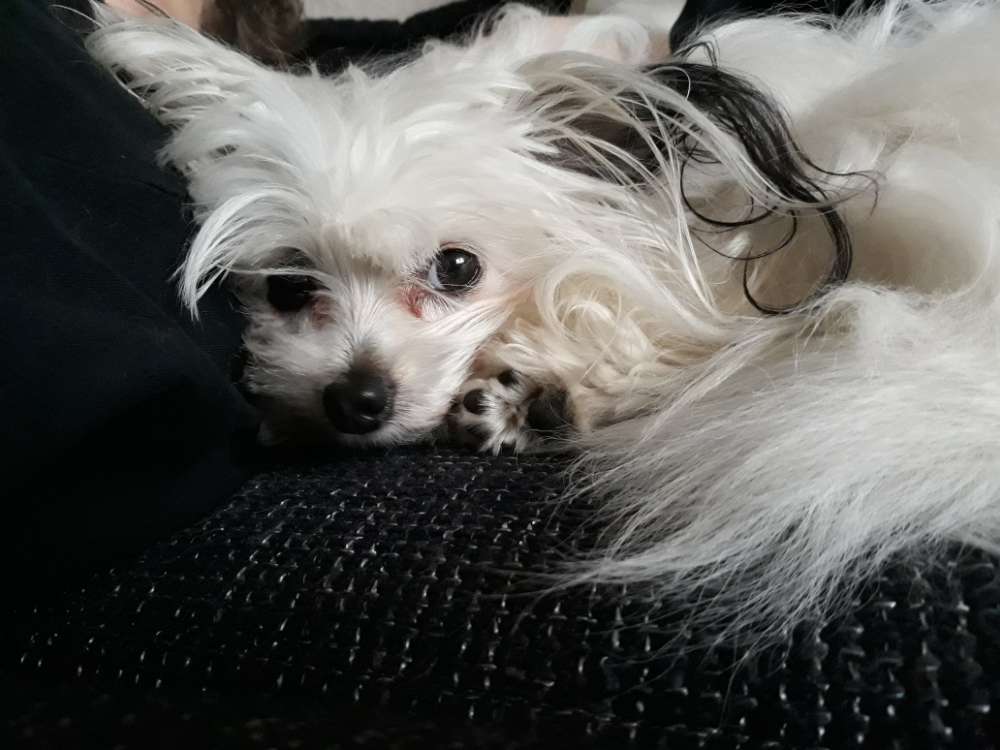 Hundetreffen-Pflegestelle gesucht-Profilbild