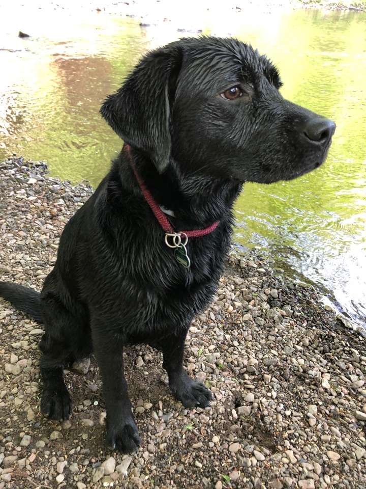 Hundetreffen-Gassi evt hundeschwimmen-Profilbild