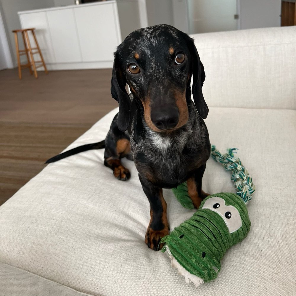 Hundetreffen-Spielen & Spazieren-Profilbild