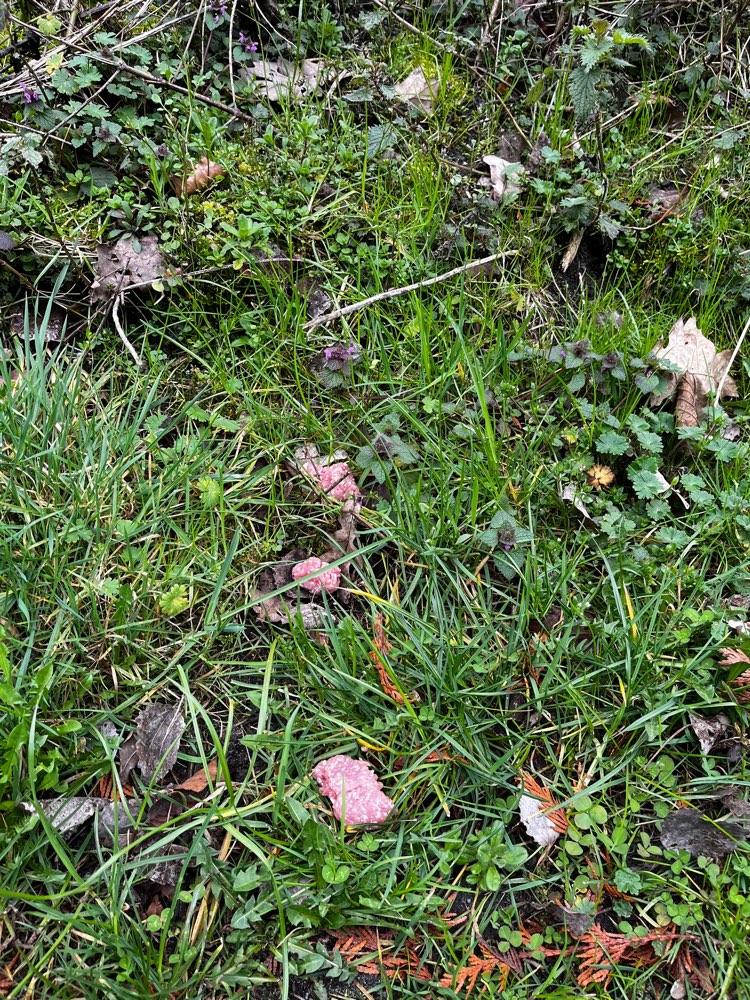 Giftköder-Achtung vielleicht Giftköder!-Profilbild