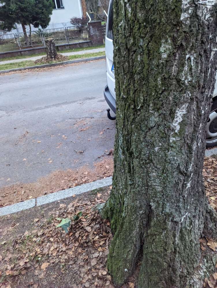 Giftköder-Fleischstückchen am Boden-Profilbild