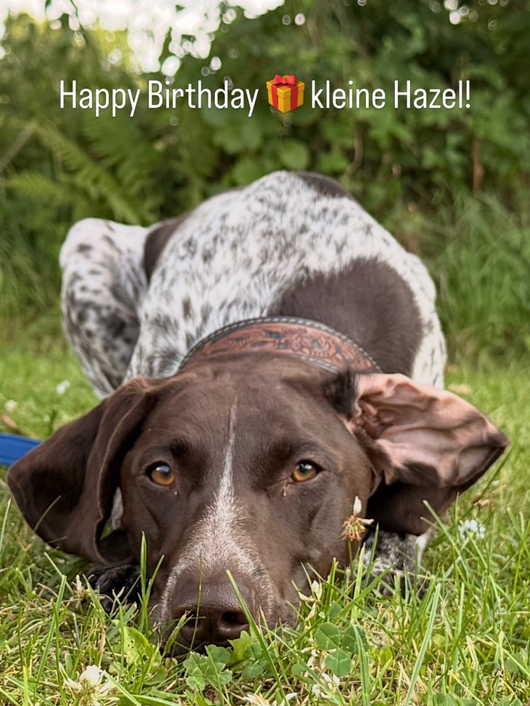 Hundetreffen-Hundebegegnungen und Social Walks-Profilbild