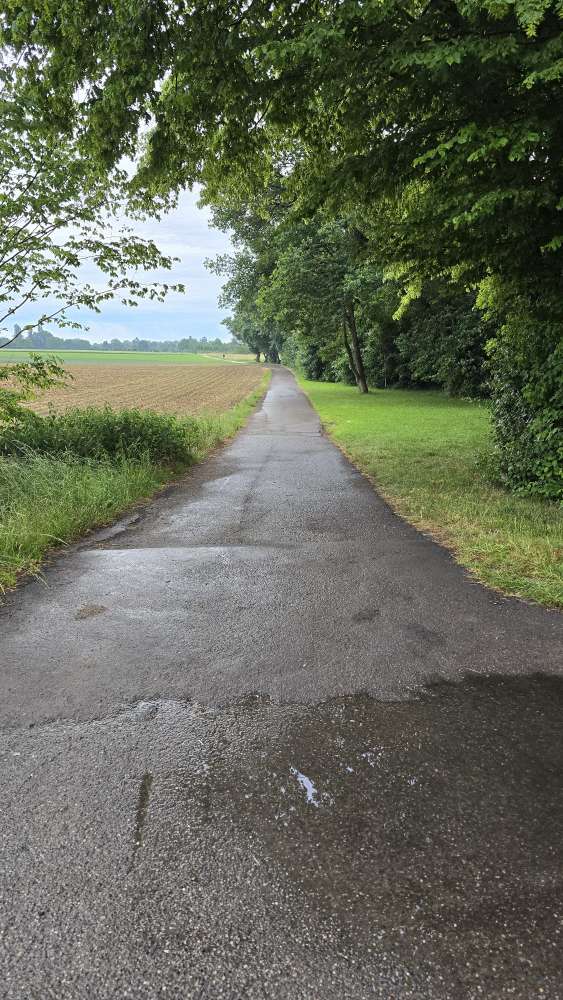 Giftköder-Eichenprozessionsspinner auf dem Feldweg-Profilbild