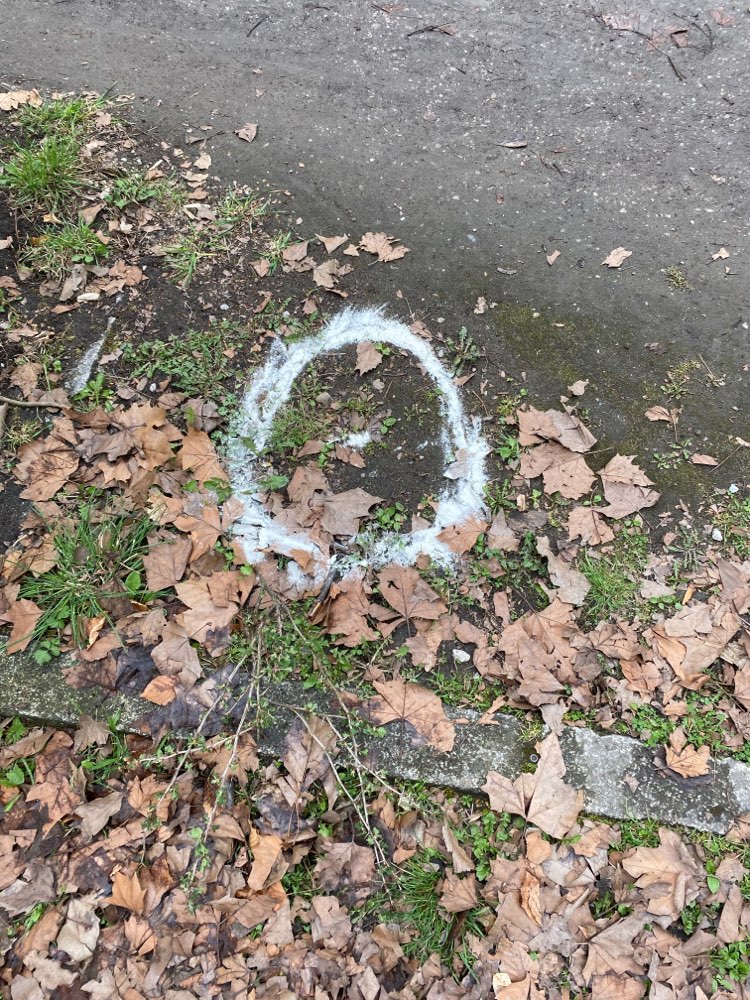 Giftköder-Weißes Pulver im Park-Profilbild