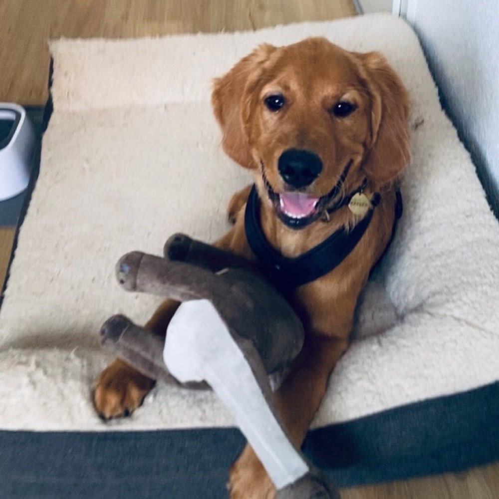 Hundetreffen-spielen und toben-Profilbild