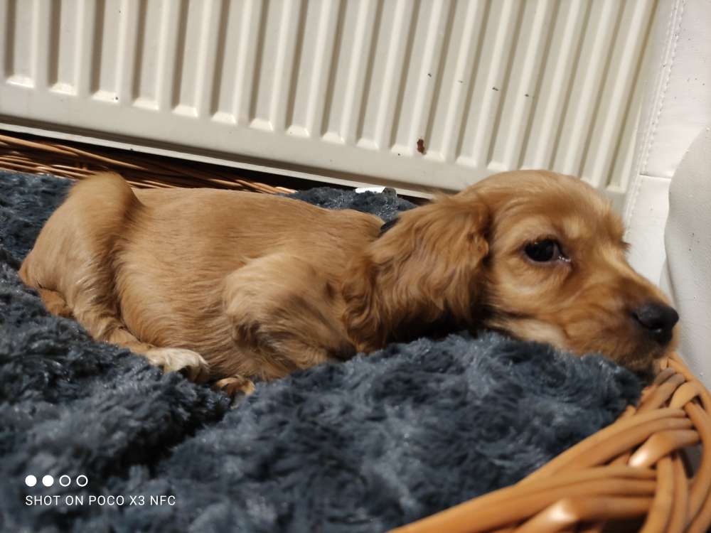 Welpen Freunde gesucht für einen Cocker Spaniel Hundetreffen in Lamerdingen Dogorama App