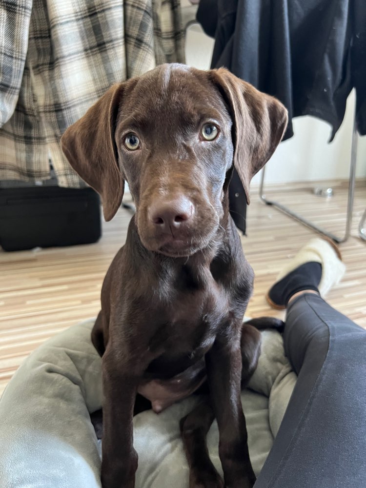 Hundetreffen-Welpen-/ Junghundtreffen-Profilbild