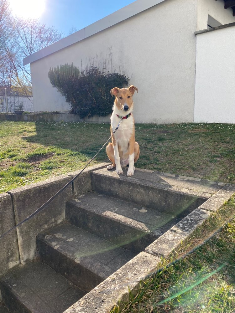 Hundetreffen-Spielrunde gesucht-Profilbild