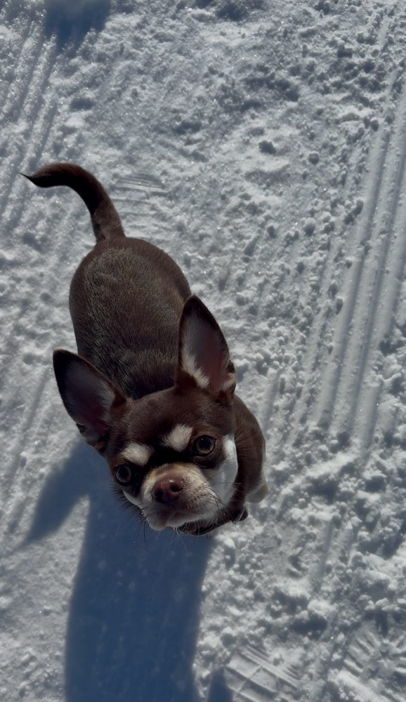 Hundetreffen-Chihuahua sucht Gassi - und Spielgefährte-Profilbild