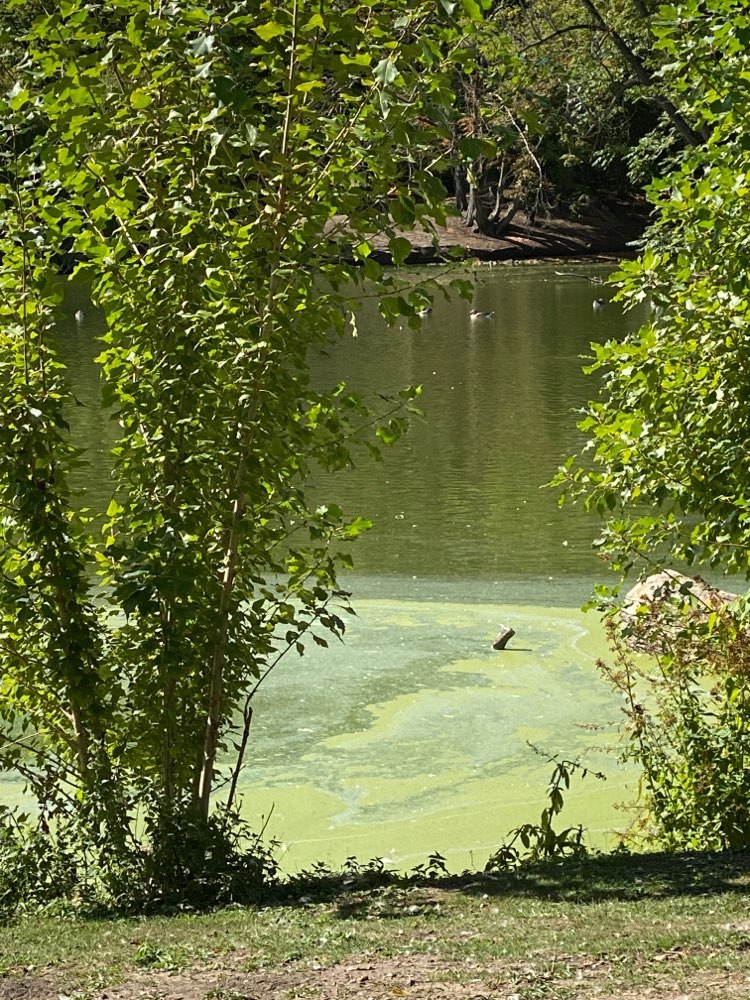 Giftköder-Blaualgen-Profilbild