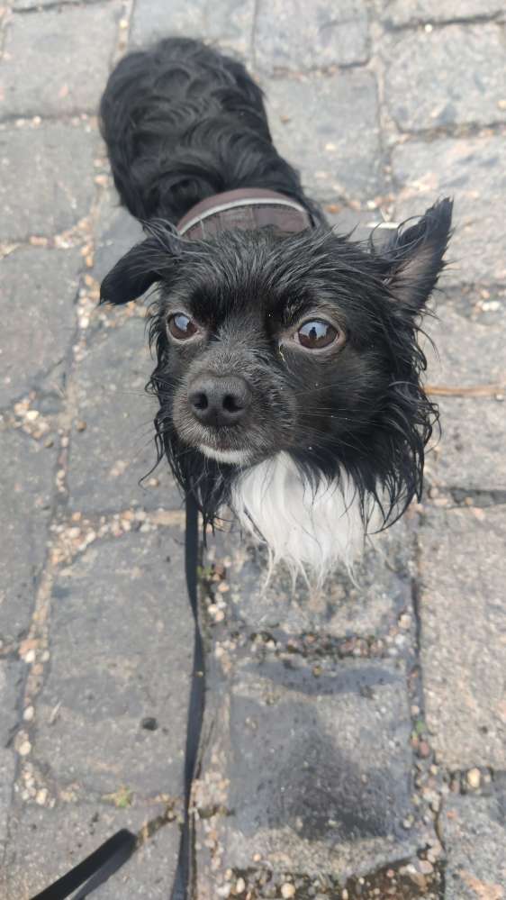 Hundetreffen-Social Walks in Plagwitz und Umgebung-Profilbild