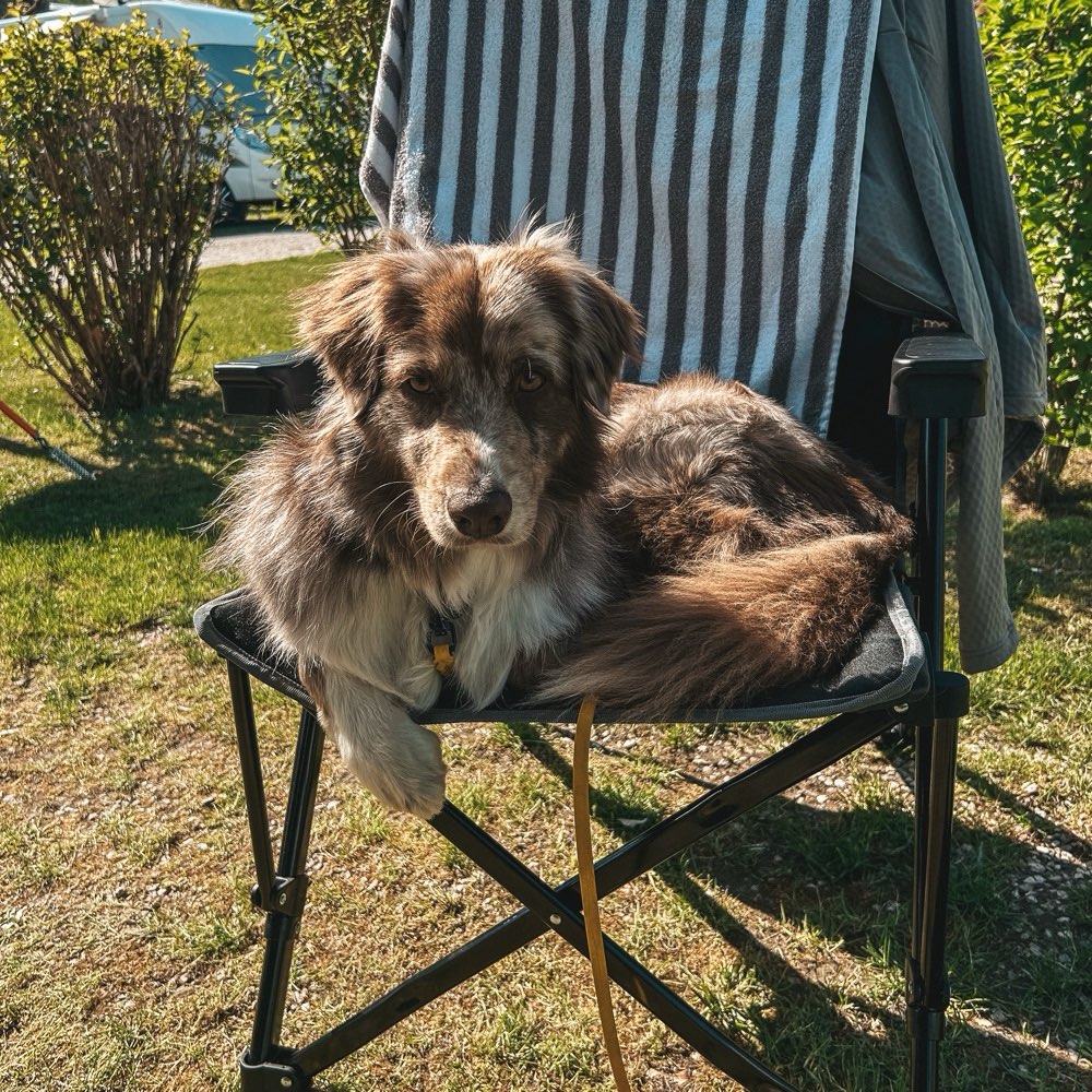 Hundetreffen-Spielkumpel und Trainingspartner gesucht 🐶-Profilbild